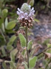 Stachys pycnantha
