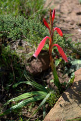 Watsonia aletroides