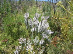 Erica perspicua perspicua
