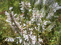 Erica perspicua perspicua
