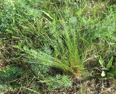 Stipa tirsa