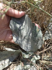 Limonium platyphyllum