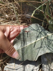 Limonium platyphyllum