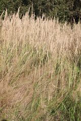 Calamagrostis epigejos