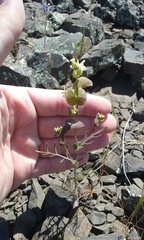 Streptanthus diversifolius