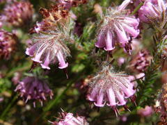 Erica barbigeroides