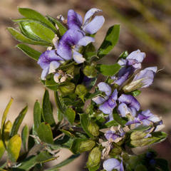 Psoralea nitens