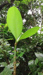 Rauvolfia caffra