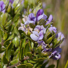 Psoralea nitens
