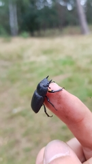 Dorcus parallelipipedus