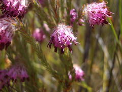 Erica barbigeroides