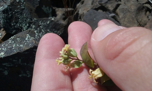Image of Streptanthus diversifolius by no rights reserved
