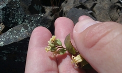 Streptanthus diversifolius