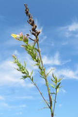Melampyrum argyrocomum