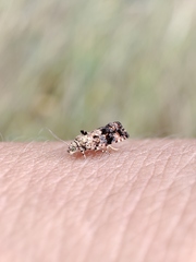 Selenodes karelica