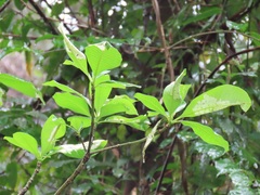 Rauvolfia caffra
