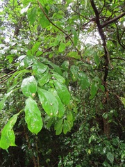 Oncinotis tenuiloba