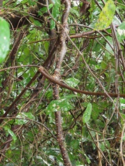 Oncinotis tenuiloba