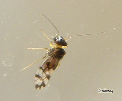 Propsocus pulchripennis