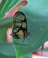 Callithomia lenea