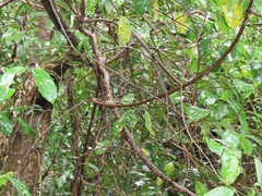 Oncinotis tenuiloba