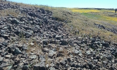 Streptanthus diversifolius