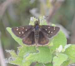 Piruna cyclosticta