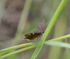 Piruna cyclosticta