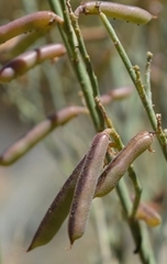 Indigofera nudicaulis
