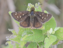 Piruna cyclosticta
