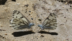 Pontia sisymbrii