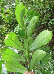 Oncinotis tenuiloba