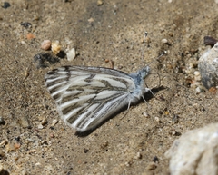 Pontia sisymbrii