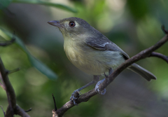 Vireo gundlachii