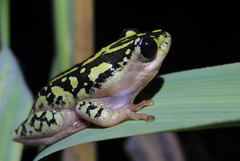 Hyperolius marmoratus marmoratus