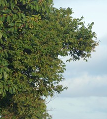 Bridelia micrantha