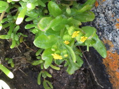Senecio maritimus