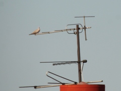 Streptopelia decaocto