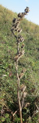 Aconitum lasiostomum