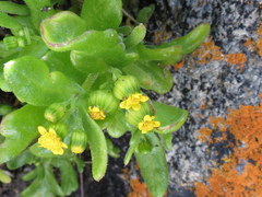 Senecio maritimus