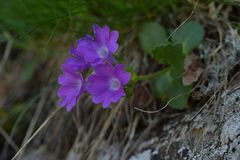 Primula hirsuta
