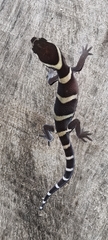 Coleonyx mitratus