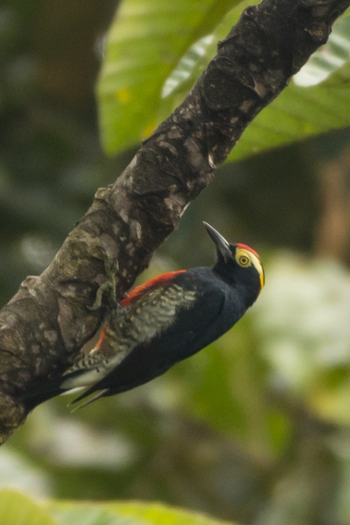 Yellow-Tufted Woodpecker