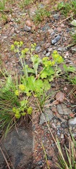 Alchemilla bungei
