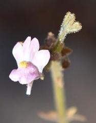Nemesia lanceolata