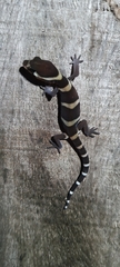 Coleonyx mitratus
