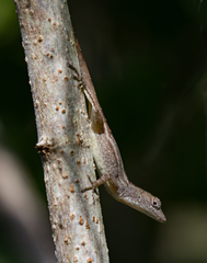 Anolis jubar