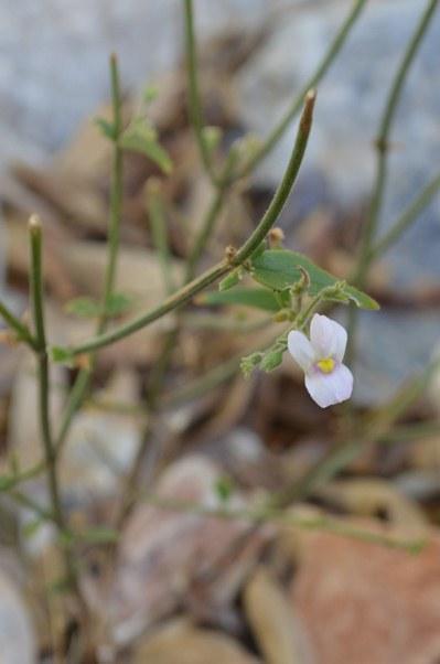 Nemesia lanceolata