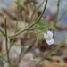 Nemesia lanceolata - Photo (c) pietermier,  זכויות יוצרים חלקיות (CC BY-NC)