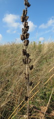Aconitum lasiostomum